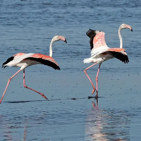 T2 Climatise Avec Terrasse, Parking A 100m De La - Fr-1-307-111 Daire Le Grau-du-Roi